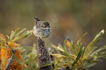 Spotted Scrubwren - Sericornis maculatus brown and white bird on the bush native to coastal southern Australia, formerly considered conspecific with White-browed scrubwren