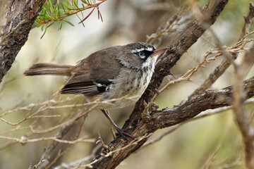 Spotted Scrubwren - Sericornis maculatus brown and white bird on the bush native to coastal southern Australia, formerly considered conspecific with White-browed scrubwren