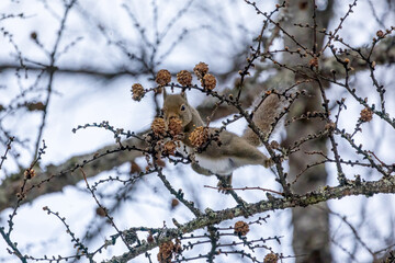 カラマツの実をたべる野生の二ホンリス