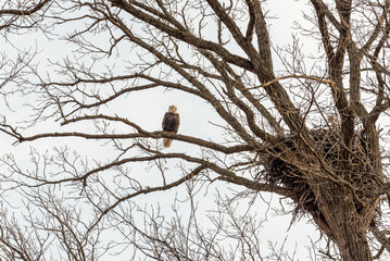 Bald Eagle Perched On A Branch Near Her Nest In February In Wisconsin