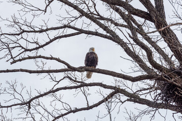 Bald Eagle Perched On A Branch Near Her Nest In February In Wisconsin
