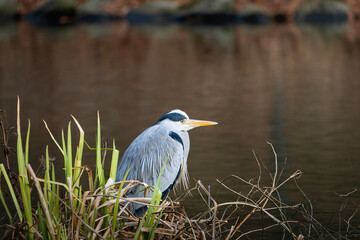 Grey Heron - Ardea cinerea, large common gray heron in Malmo, Sweden.