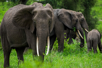 Obraz premium Herd of Elephants in Africa walking through the grass in Tarangire National Park, Tanzania