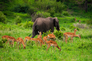 a herd of elephants and antelopes nearby in the wild against the backdrop of a tropical forest.