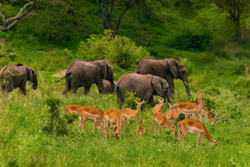 a herd of elephants and antelopes nearby in the wild against the backdrop of a tropical forest.