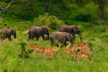 Abwaschbare Fototapete a herd of elephants and antelopes nearby in the wild against the backdrop of a tropical forest. © Elena