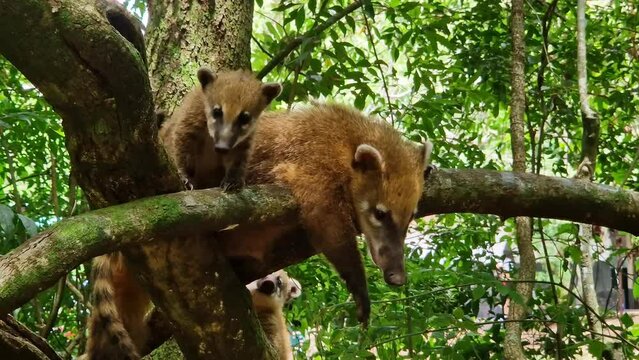 Family of South American Coati, Ring-tailed Coati, Nasua nasua at Iguazu Falls, Foz do Iguacu, Parana State, South Brazil. A common species of Coati present near Iguassu Falls.