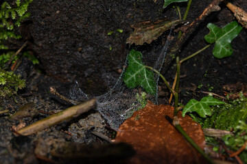 Forest Ecology. Dew on Spider Web on Tree Stump