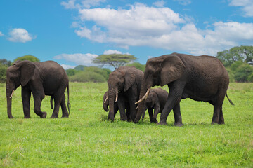 Herd of Elephants in Africa walking in Tarangire National Park in their natural environment,...