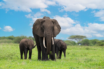 Herd of Elephants in Africa walking in Tarangire National Park in their natural environment,...