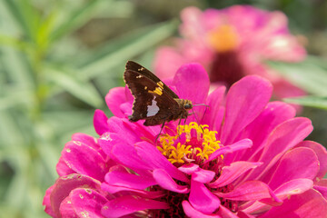 Skipper butterfly on zinnia