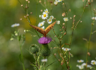 Fritillary on thistle flower