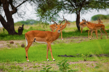 Naklejka na ściany i meble An Impala looks out of the African Bush at the National Park Ngorongoro