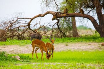 An Impala looks out of the African Bush at the National Park Ngorongoro.