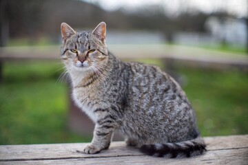 Obraz premium Domestic cat portrait close up detail
