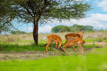 An Impala looks out of the African Bush at the National Park Ngorongoro.