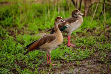 Egyptian geese on a field (Alopochen aegyptiaca).