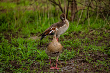 Egyptian geese on a field (Alopochen aegyptiaca).