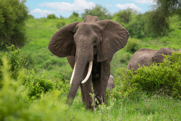 Obraz premium Herd of Elephants in Africa walking in Tarangire National Park in their natural environment, Tanzania