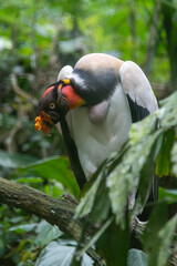 King Vulture, Sarcoramphus papa, beatiful large vulture from Central America forests.