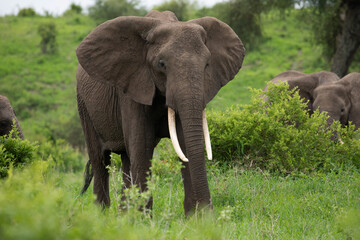 Obraz premium Herd of Elephants in Africa walking in Tarangire National Park in their natural environment, Tanzania