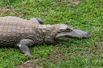 Yacare caiman (Caiman yacare) rest in grass.