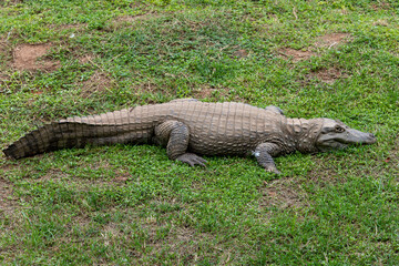 Yacare caiman (Caiman yacare) rest in grass.
