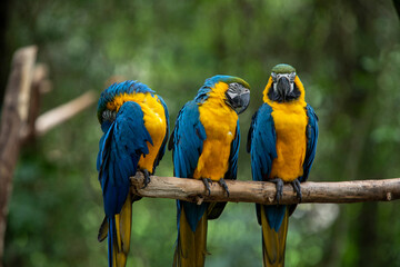 three blue and yellow macaw perched on a tree branch with blurred green background.