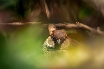 A sparrow sits in a bush at spring in jena city