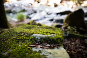 Rainforest