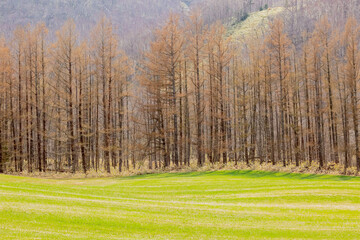 カラマツと牧草地
