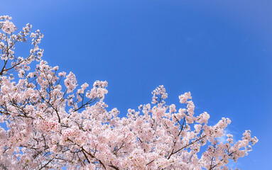 満開の桜の花と青空、背景素材、バックグラウンド、ソメイヨシノ