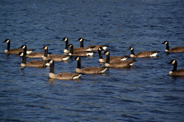 Canada gooses swimming on the lake