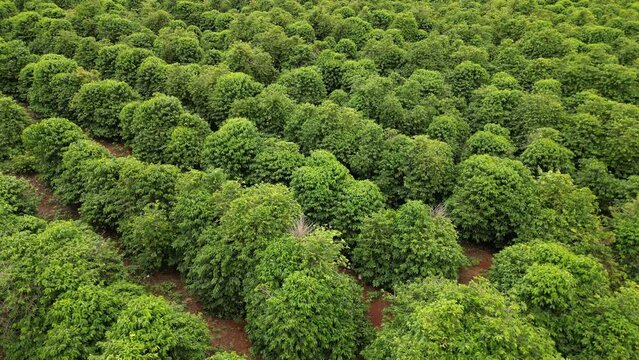 aerial view coffee plantation in the state of Paran&aacute; - Brazil