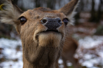 Close up of a deer in winter