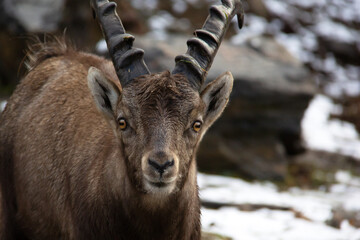 Portrait of an ibex in winter