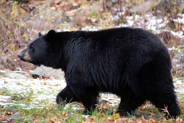 Fototapeta premium Black bear walking on lowland