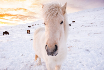 Icelandic Horses In Winter, Rural Animals in Snow Covered Meadow. Pure Nature in Iceland. 