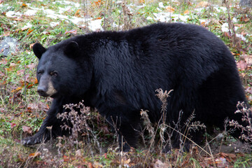 Fototapeta premium Black bear walking on lowland