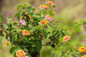 flowers in the the jungle