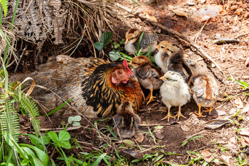 chicken  and chicks in a ground nest