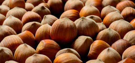 delicious hazelnuts.beautiful hazelnuts closeup for banner background.food products diet concept