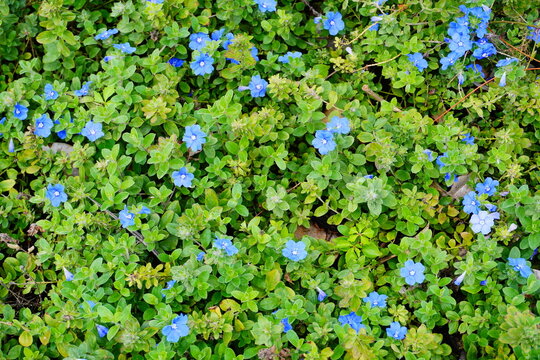 Blue flower Evolvulus glomeratus Evolvulus nuttallianus morning-glory Shaggy dwarf flowering plant 