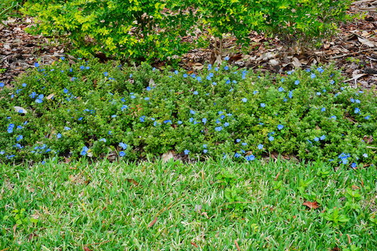 Blue flower Evolvulus glomeratus Evolvulus nuttallianus morning-glory Shaggy dwarf flowering plant 