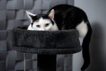 Przyczajony biało-czarny kot
