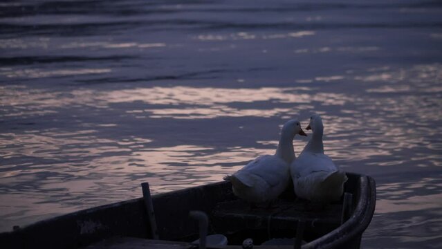 Male and female geese make a heart shape with their necks in the boat