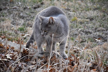 Gray Cat