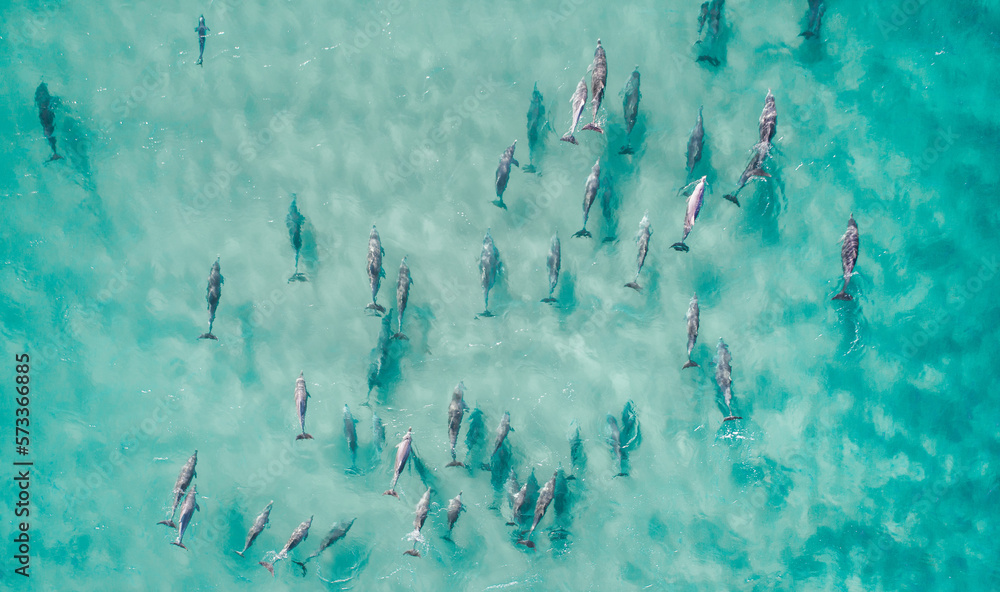 Wall mural aerial view of dolphins swimming through tropical blue water - Wall murals