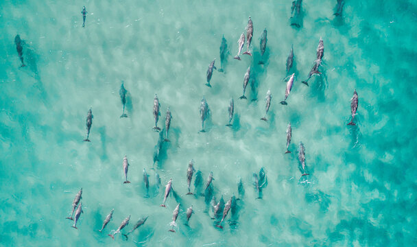 Aerial view of dolphins swimming through tropical blue water