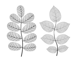 Leaf vein vector texture isolated transparent autumn black detail botanical vein leaf organic